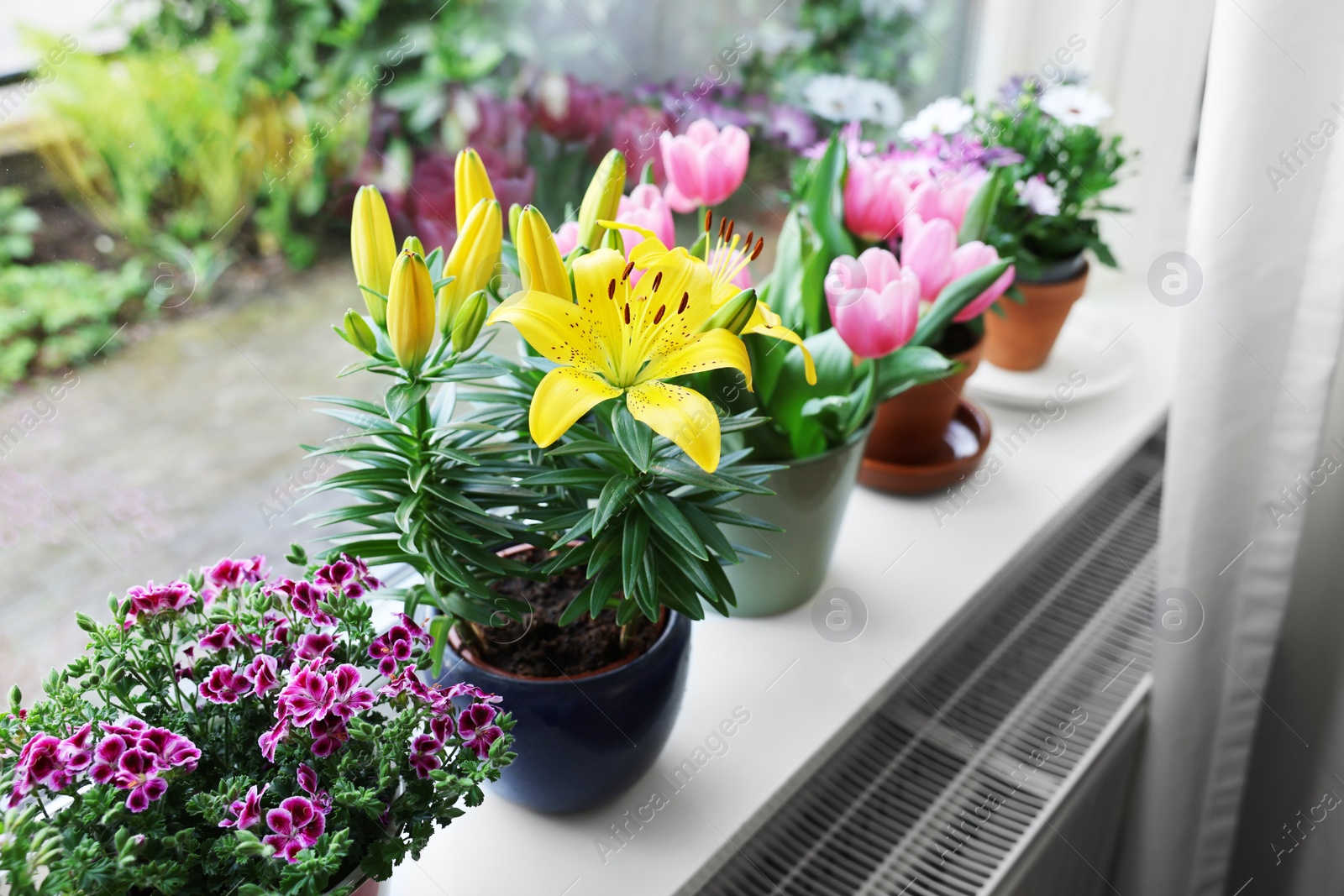 Photo of Many beautiful blooming potted plants on windowsill indoors