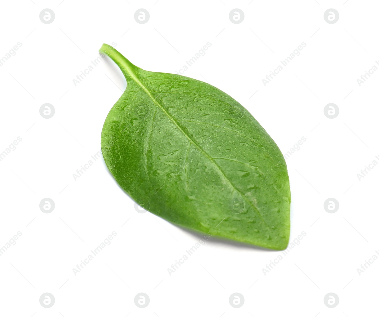 Photo of Fresh green basil leaf on white background