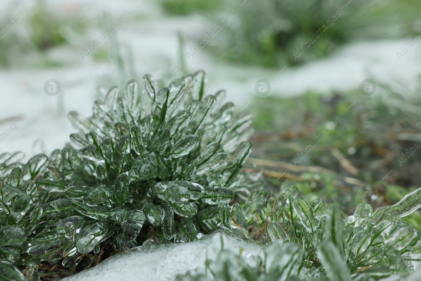 Photo of Grass in ice glaze outdoors on winter day, closeup