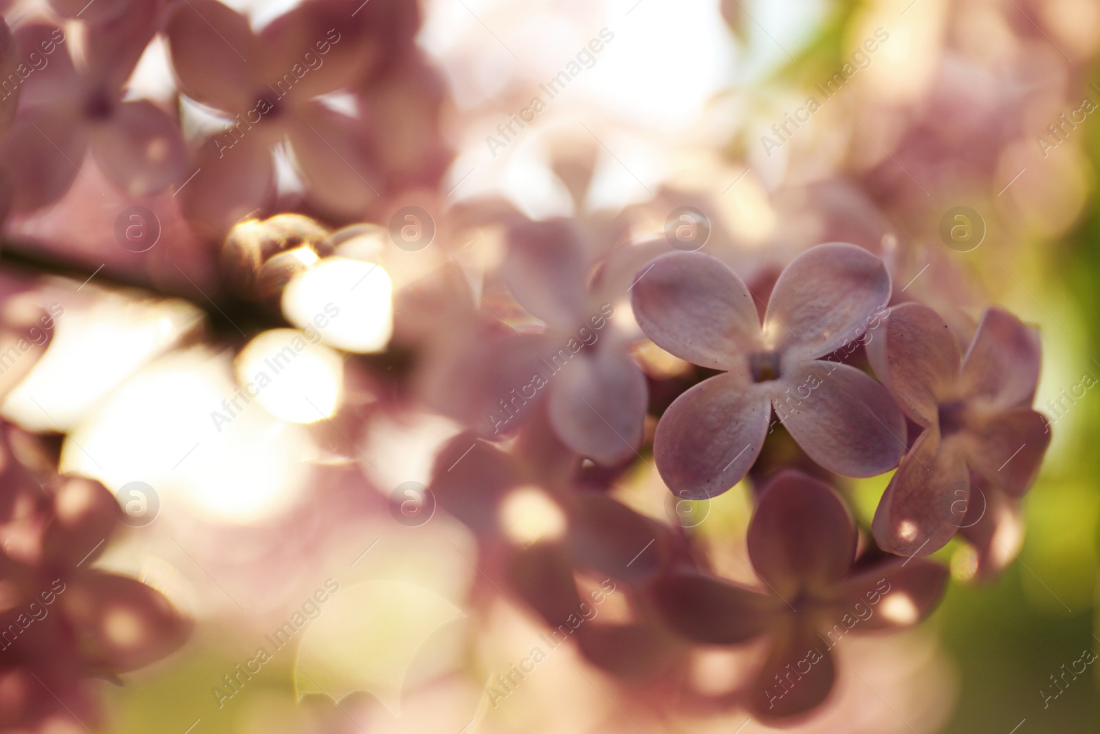 Photo of Closeup view of beautiful blooming lilac shrub outdoors