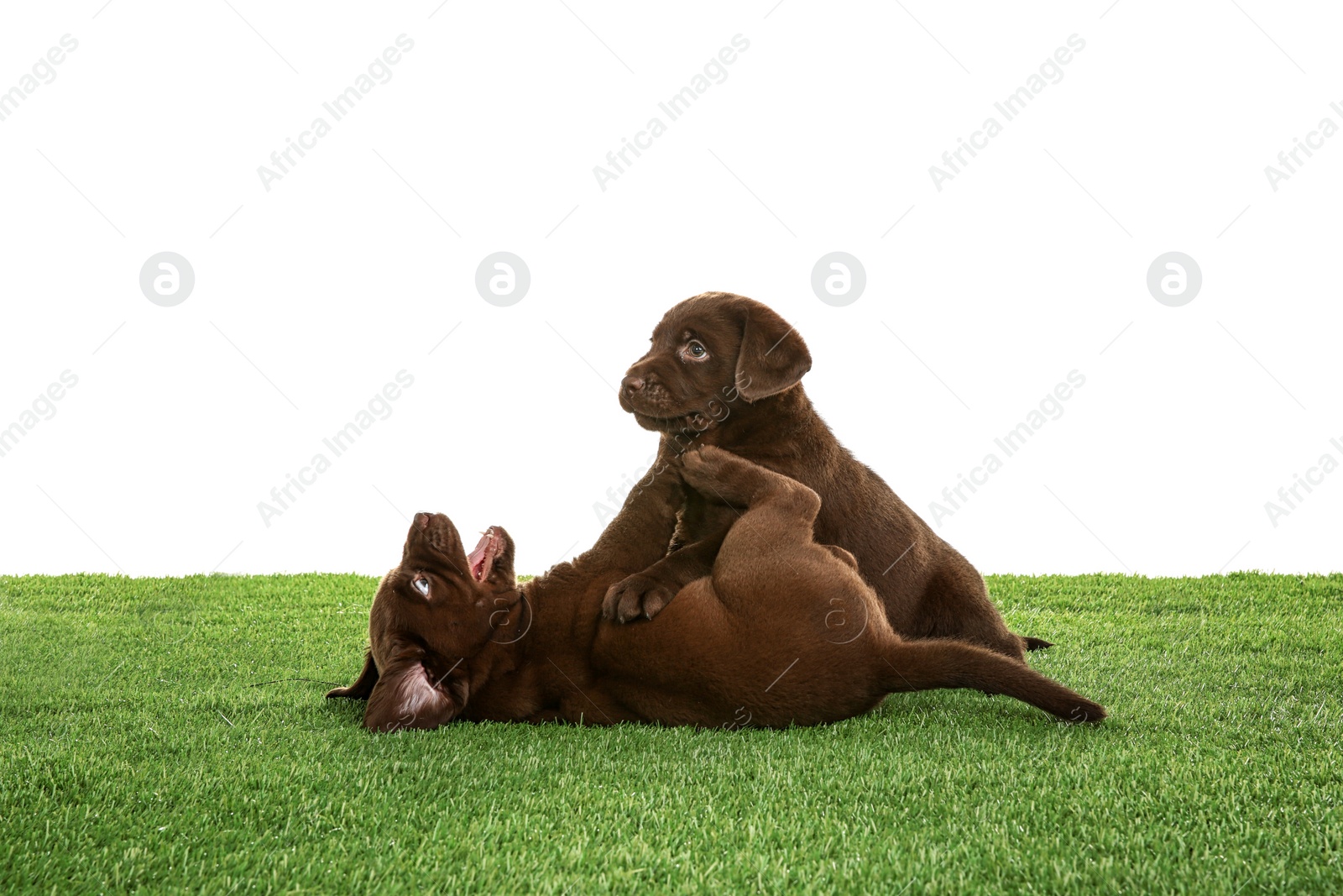 Photo of Chocolate Labrador Retriever puppies on green grass against white background