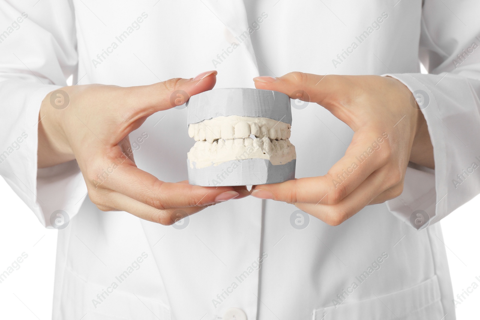 Photo of Doctor holding dental model with jaws on white background, closeup. Cast of teeth