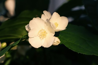 Photo of Closeup view of beautiful blooming white jasmine shrub outdoors on sunny day