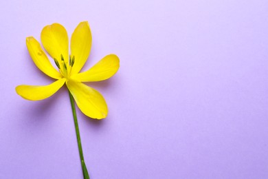 Photo of Yellow tulip on violet background, top view and space for text. Menopause concept