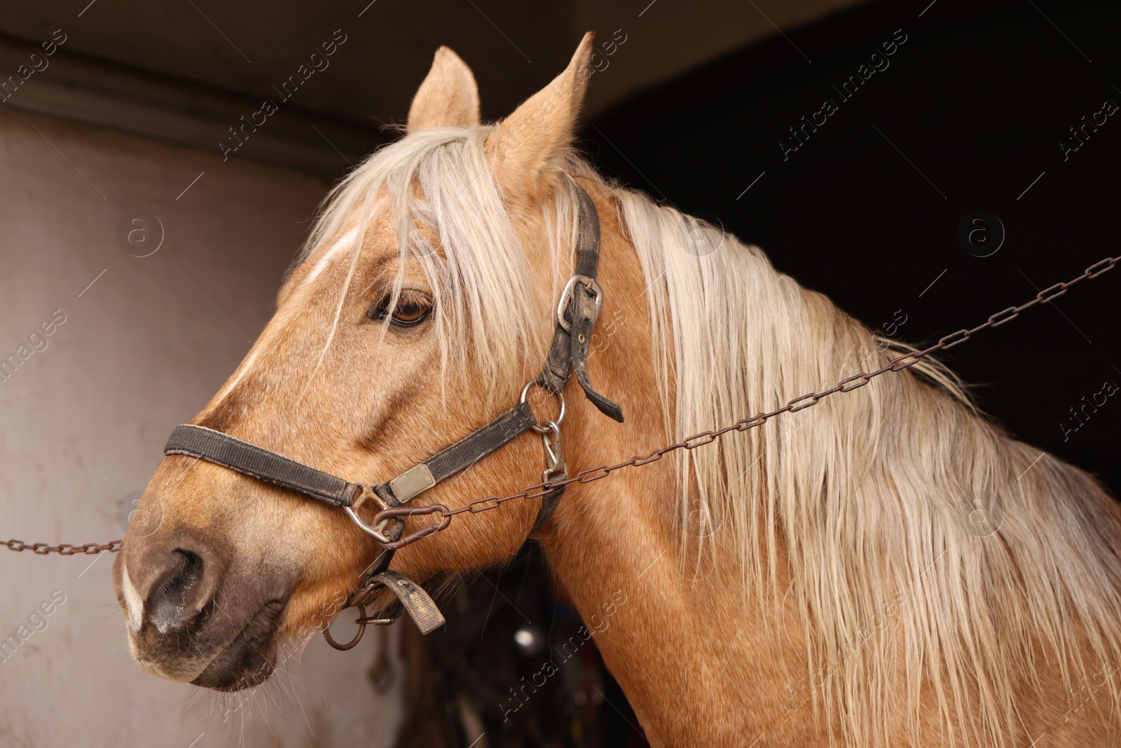 Photo of Adorable horse with bridles in stable. Lovely domesticated pet