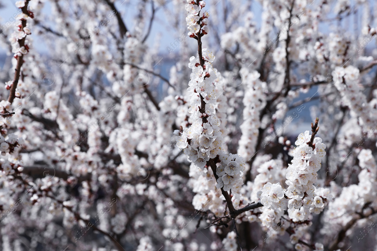 Photo of Beautiful apricot tree branches with tiny tender flowers outdoors, space for text. Awesome spring blossom