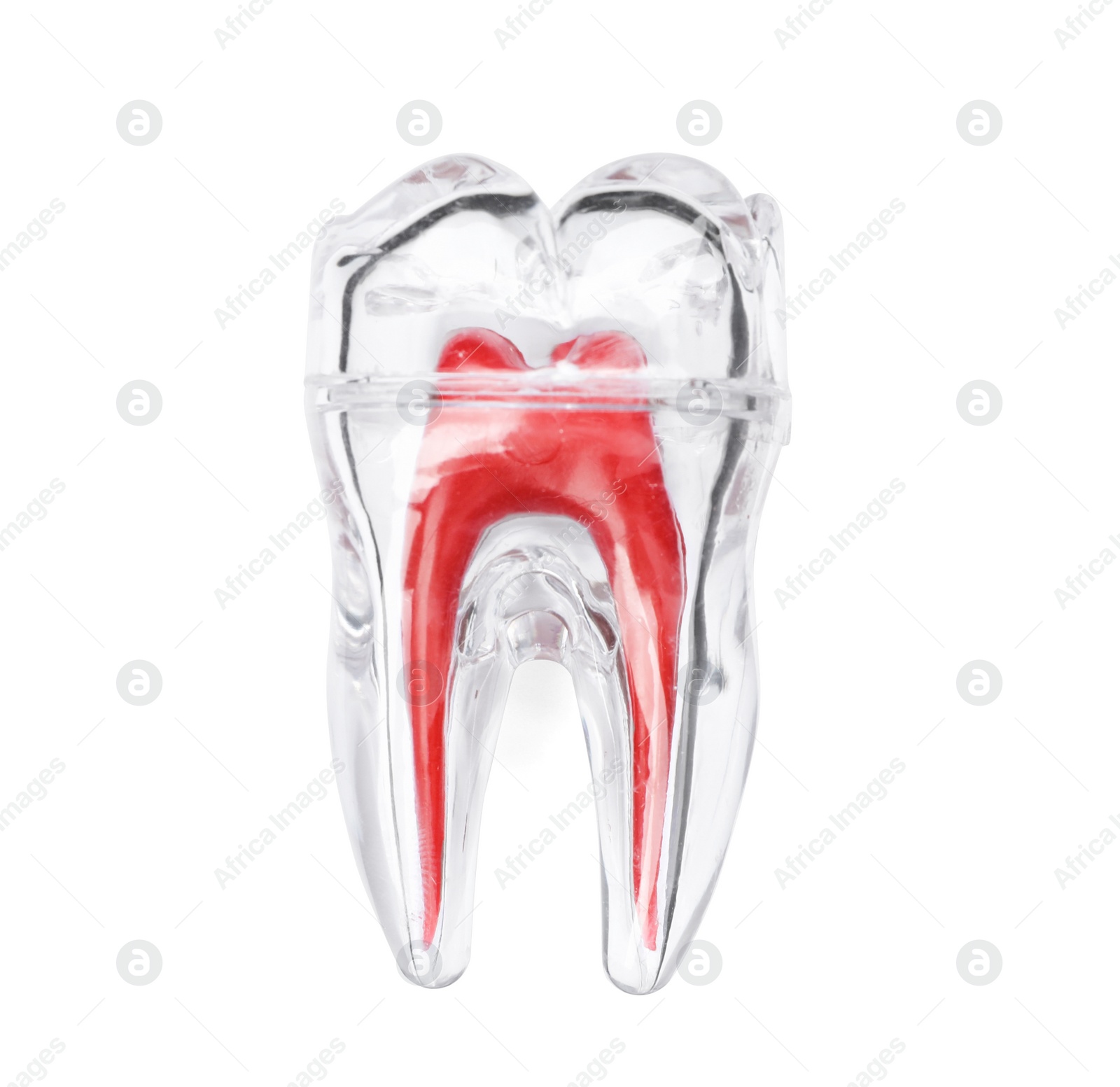 Photo of Plastic molar tooth model on white background, top view. Medical item