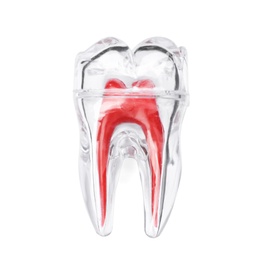 Plastic molar tooth model on white background, top view. Medical item