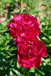 Photo of Beautiful blooming burgundy peonies outdoors on sunny day