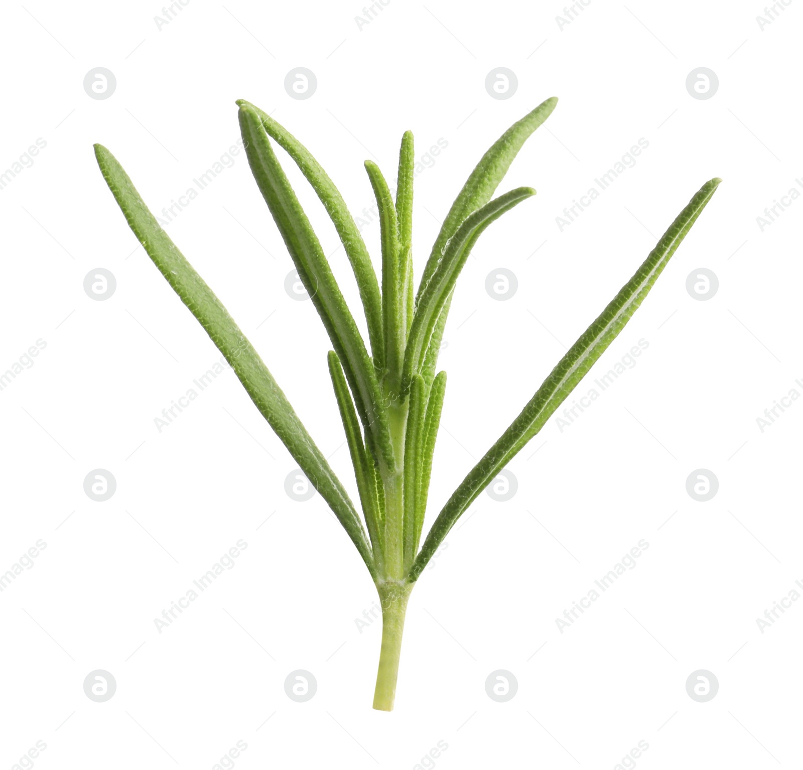 Photo of Aromatic rosemary sprig isolated on white. Fresh herb