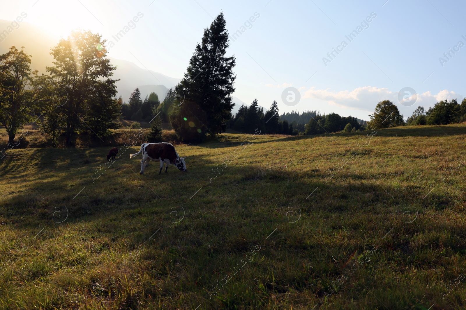 Photo of Cows grazing on pasture in morning. Beautiful landscape