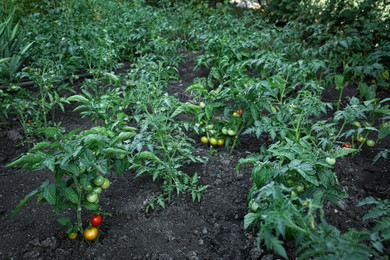 Fresh young tomato plants growing in ground outdoors. Gardening season