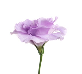 Photo of Beautiful Eustoma flower on white background