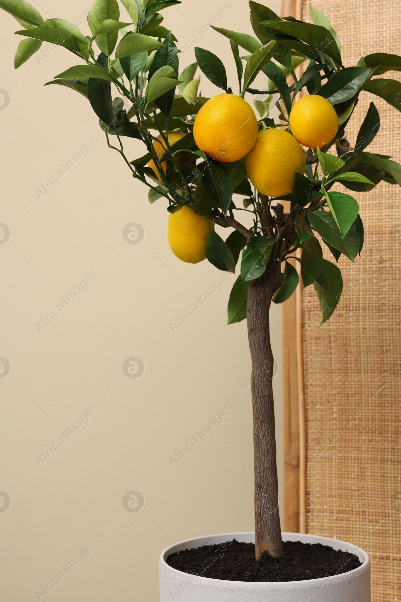 Photo of Idea for minimalist interior design. Small potted lemon tree near beige wall indoors