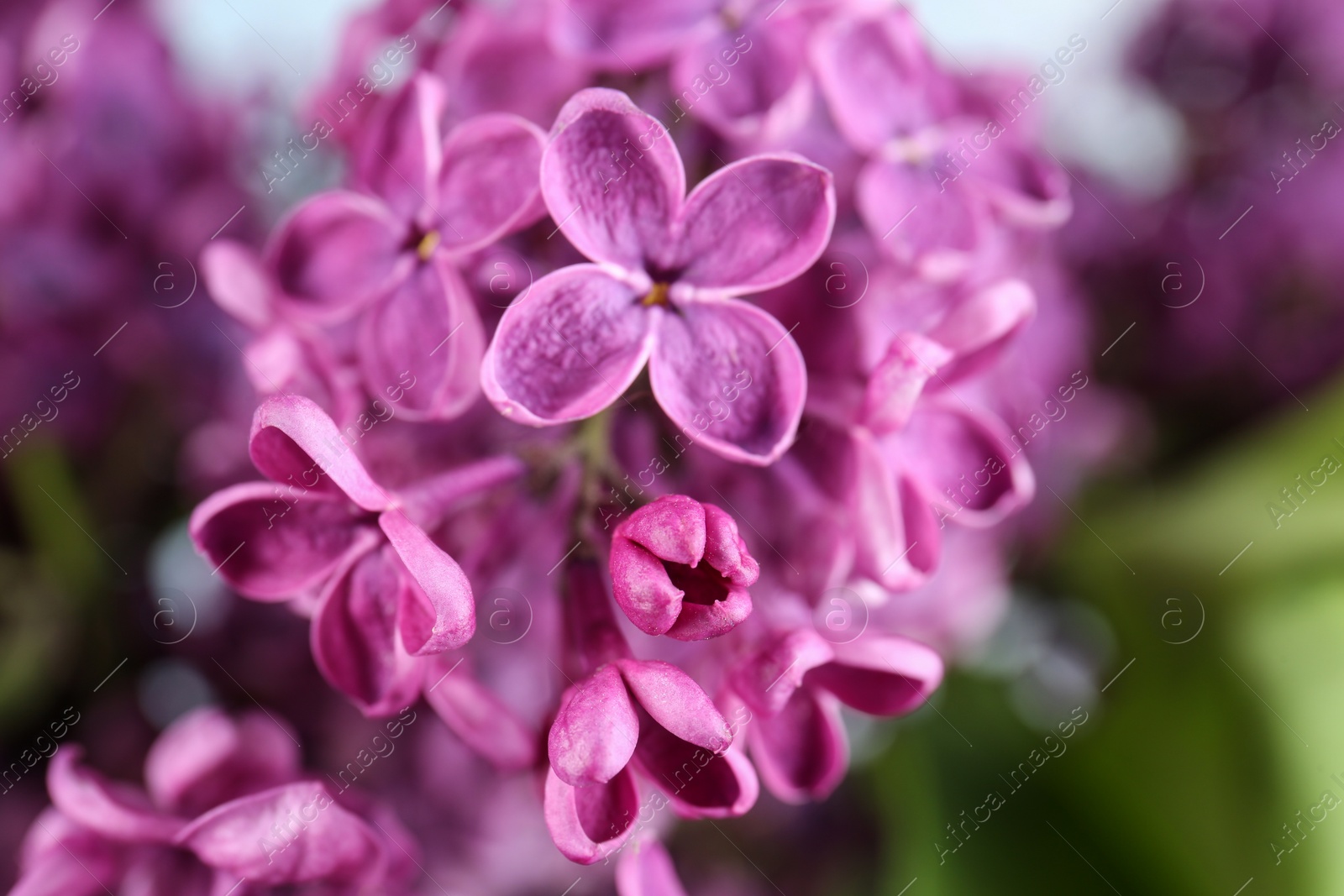Photo of Closeup view of beautiful lilac flowers on blurred background