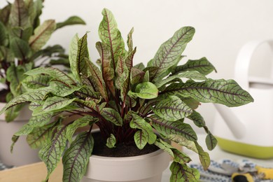 Potted sorrel plants and gardening tools on light background, closeup