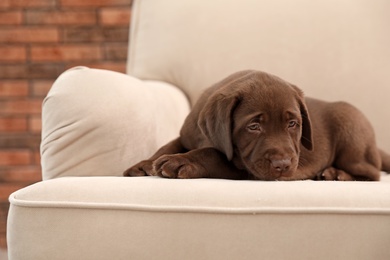 Photo of Chocolate Labrador Retriever puppy on sofa indoors