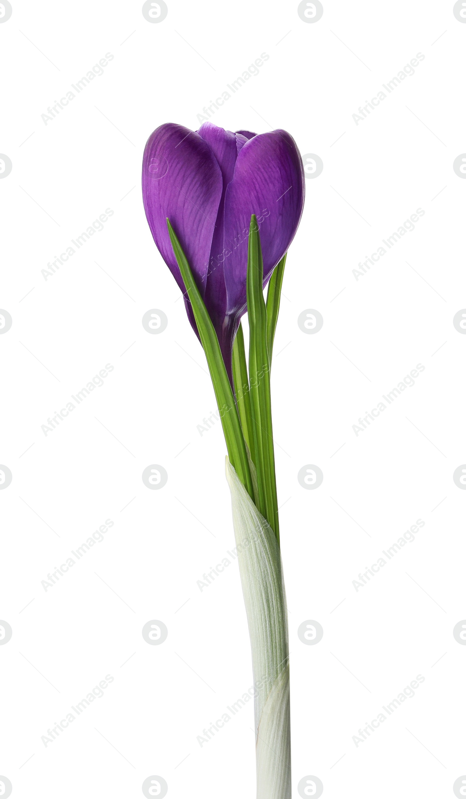 Photo of Beautiful purple crocus flower isolated on white. Spring season