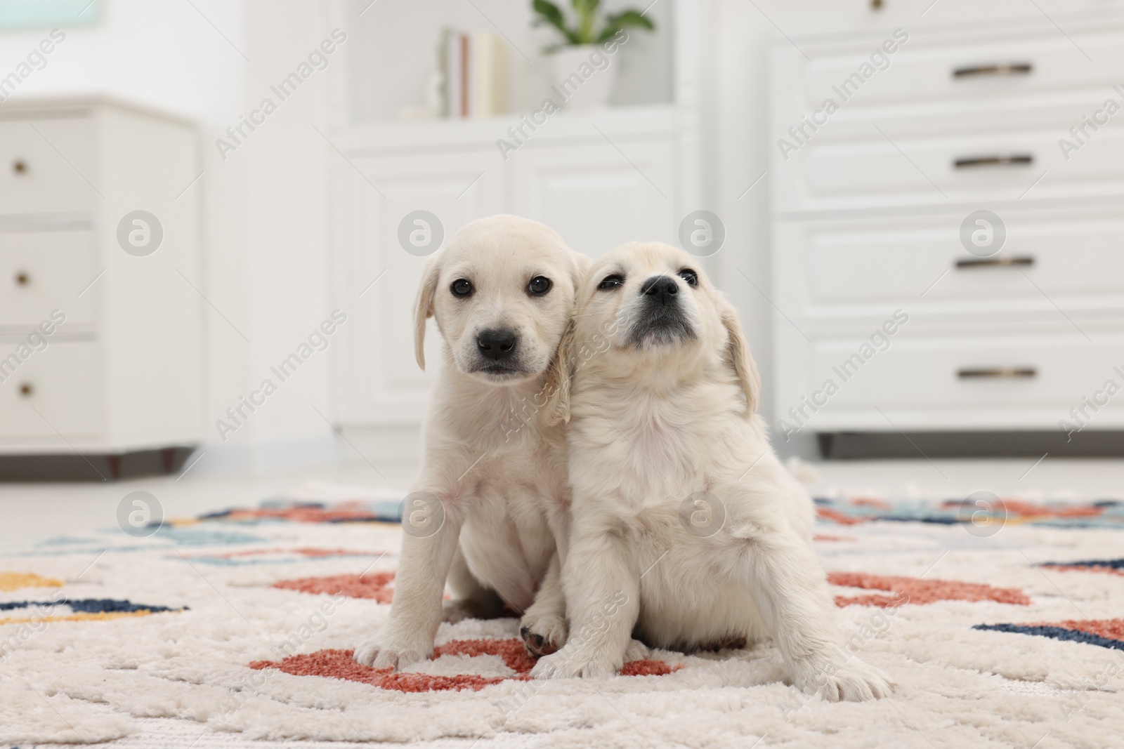 Photo of Cute little puppies on carpet at home. Adorable pets