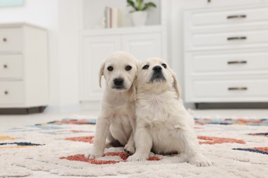 Photo of Cute little puppies on carpet at home. Adorable pets