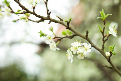 Photo of Blossoming cherry tree outdoors on spring day, closeup