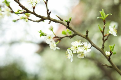 Blossoming cherry tree outdoors on spring day, closeup