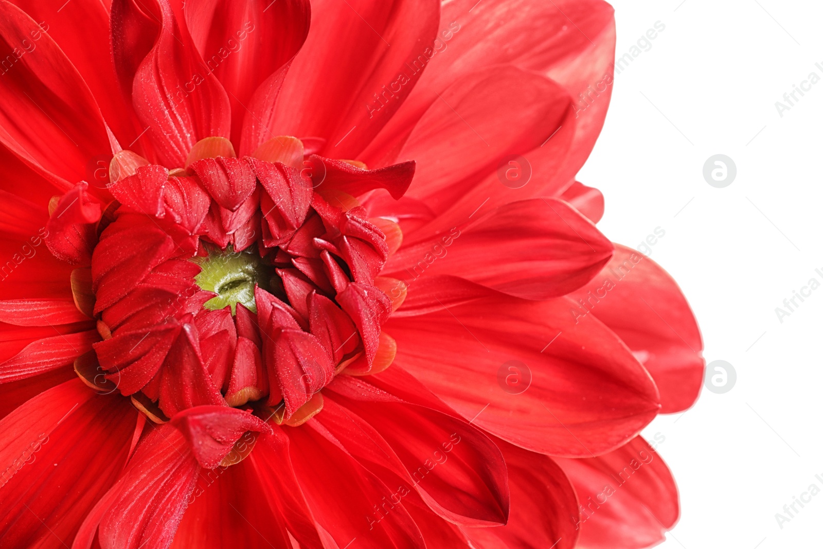 Photo of Beautiful red dahlia flower on white background, closeup