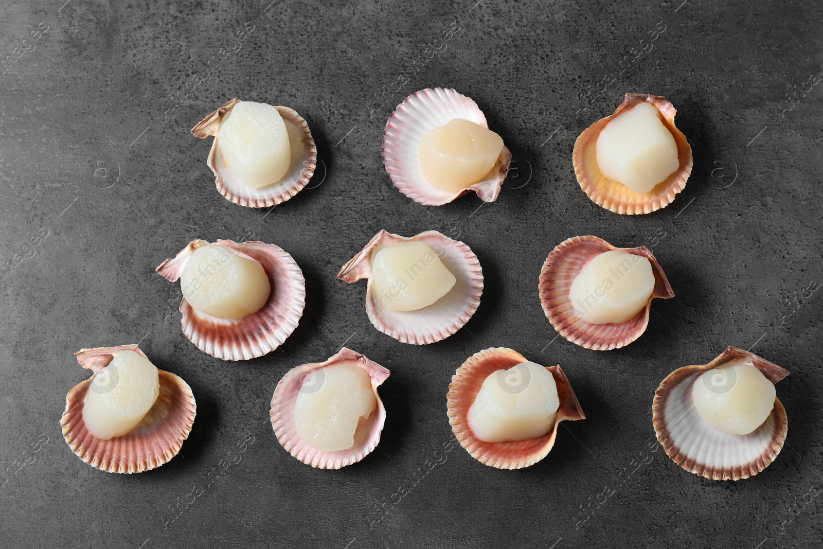 Photo of Many fresh raw scallops in shells on grey table, flat lay