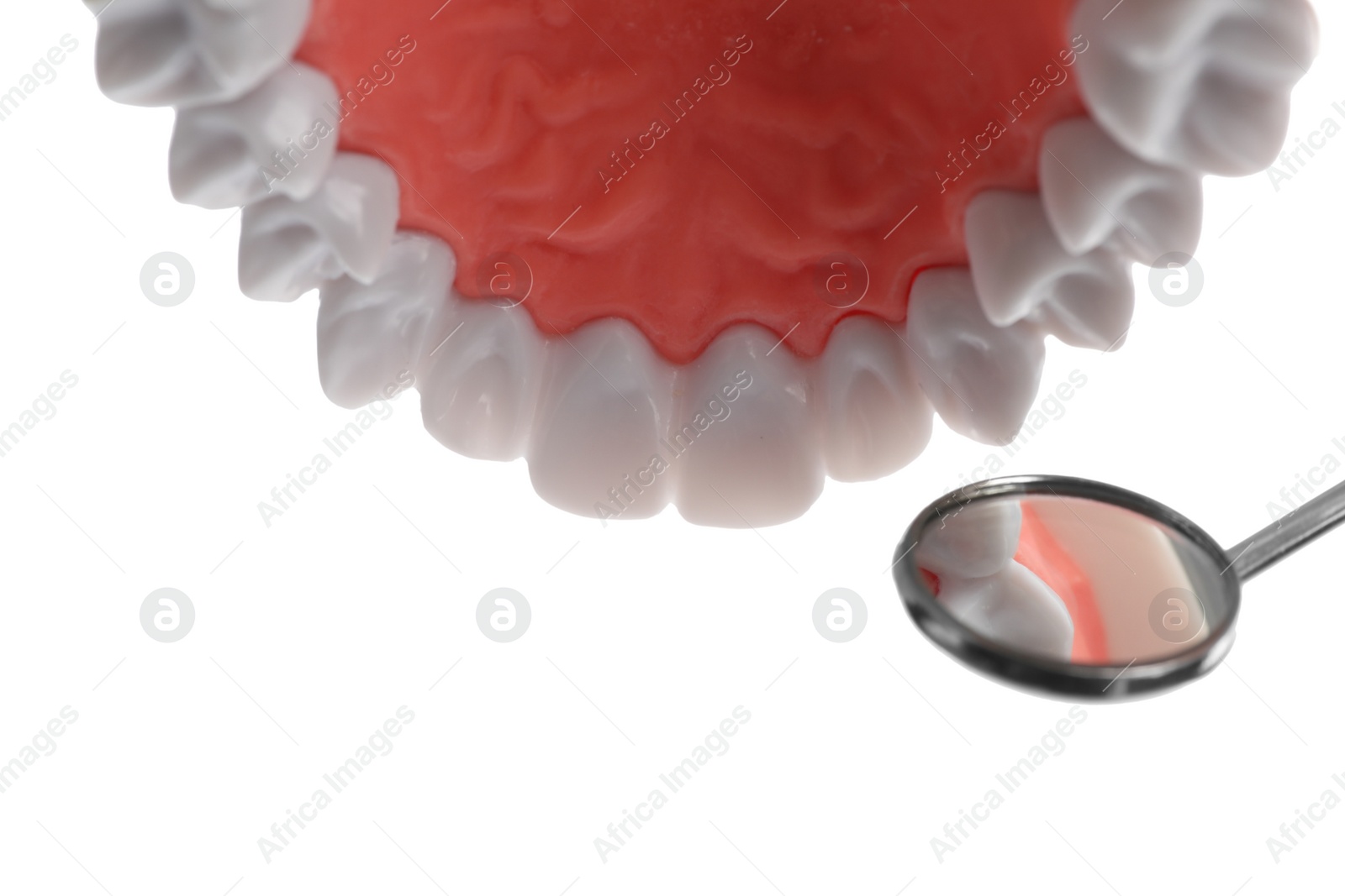 Photo of Educational dental typodont model with teeth and mouth mirror on white background