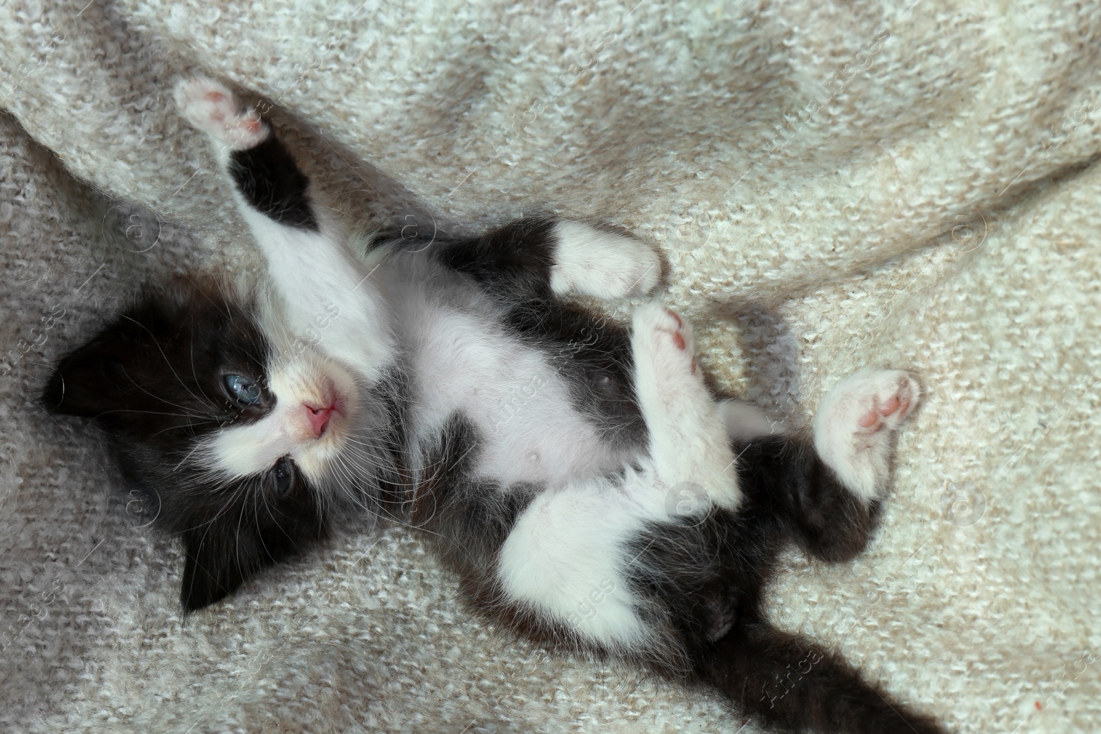 Photo of Cute baby kitten lying on cozy blanket, top view