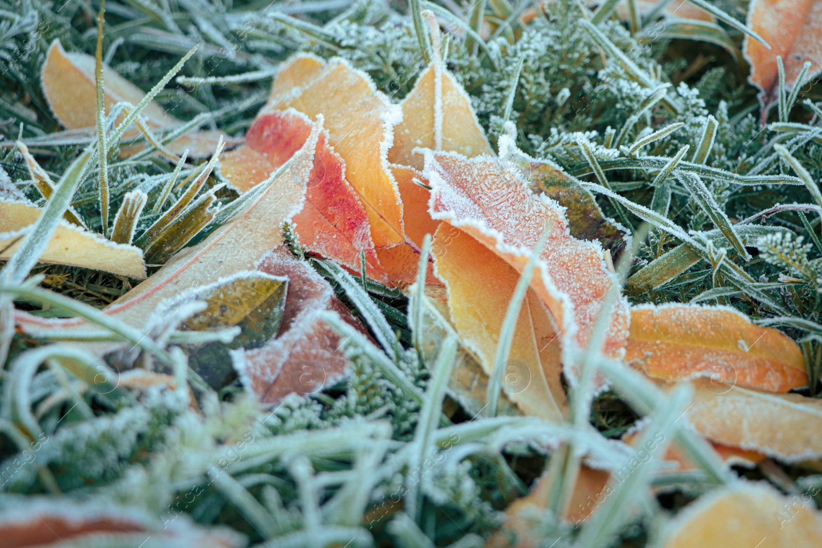 Photo of Beautiful yellowed leaves on grass covered with frost outdoors, closeup. Autumn season