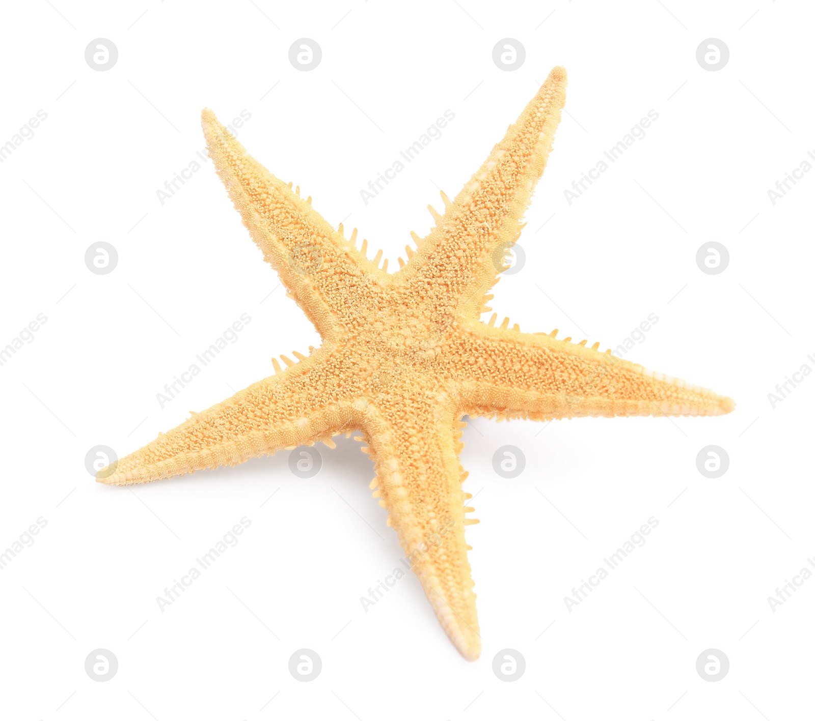 Photo of Beautiful sea star (starfish) isolated on white