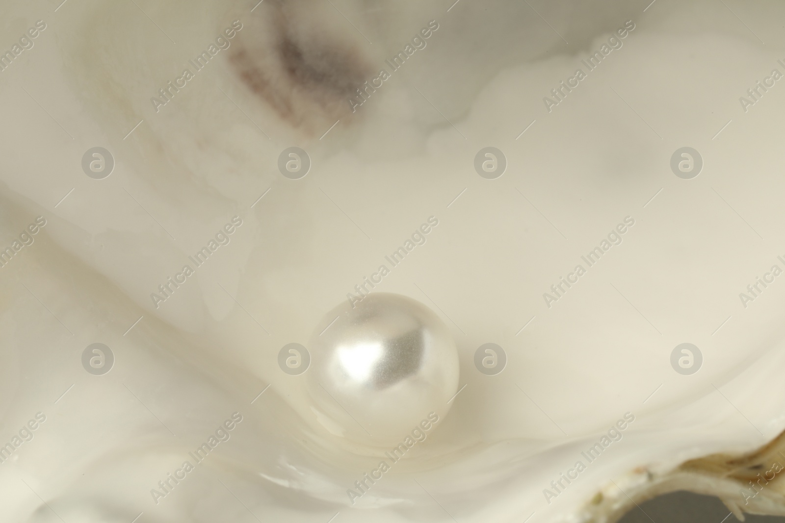 Photo of Open oyster with white pearl, closeup view