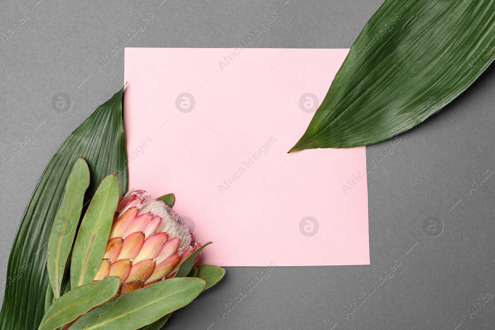 Photo of Creative flat lay composition with tropical leaves and protea flower on gray background