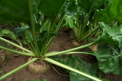 Photo of Beautiful beet plants growing in field, closeup