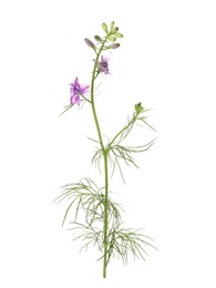 Photo of Beautiful meadow plant with small pink flowers isolated on white