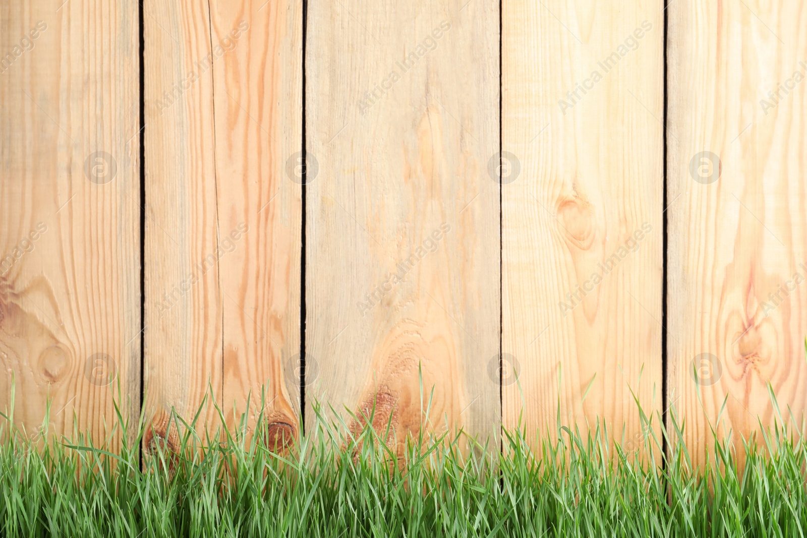 Photo of Fresh green grass near wooden fence. Space for text