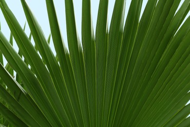 Beautiful palm tree with green leaves against blue sky, closeup