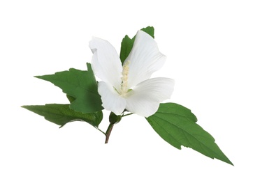 Beautiful tropical Hibiscus flower on white background