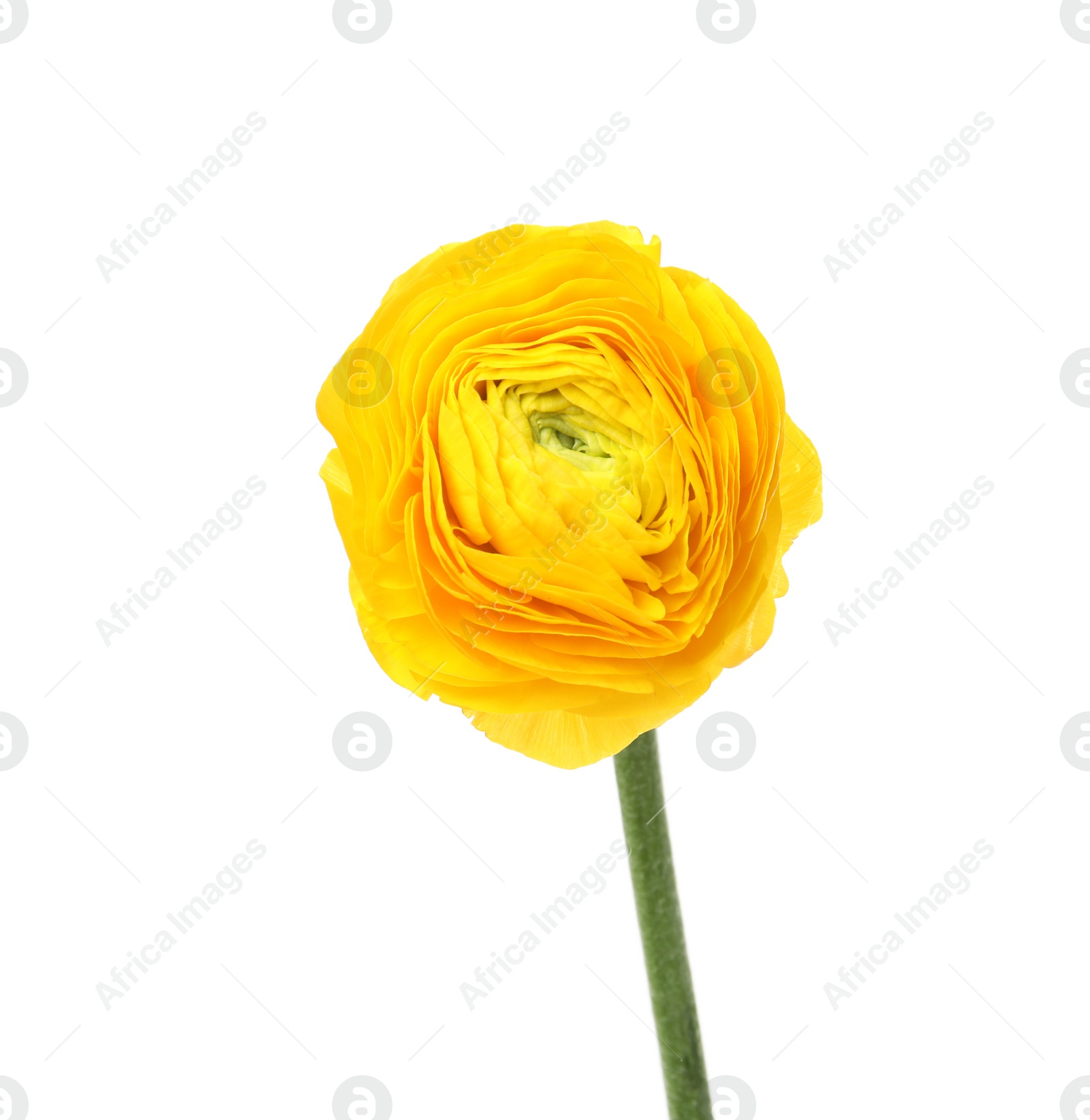 Photo of Beautiful spring ranunculus flower isolated on white