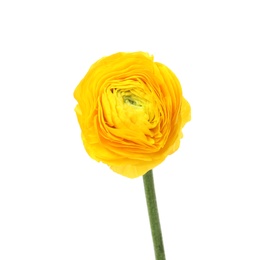 Photo of Beautiful spring ranunculus flower isolated on white