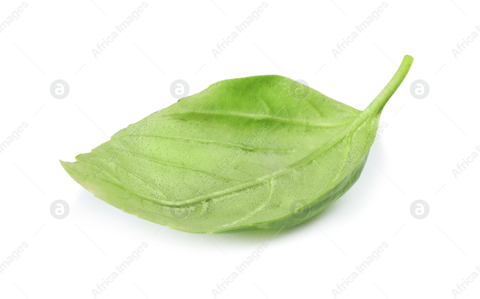 Photo of Fresh green basil leaf on white background