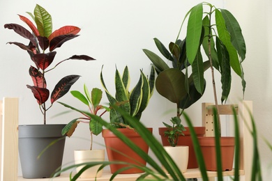 Different home plants on wooden shelf near light wall