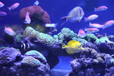 Photo of Different tropical fishes swimming in aquarium water
