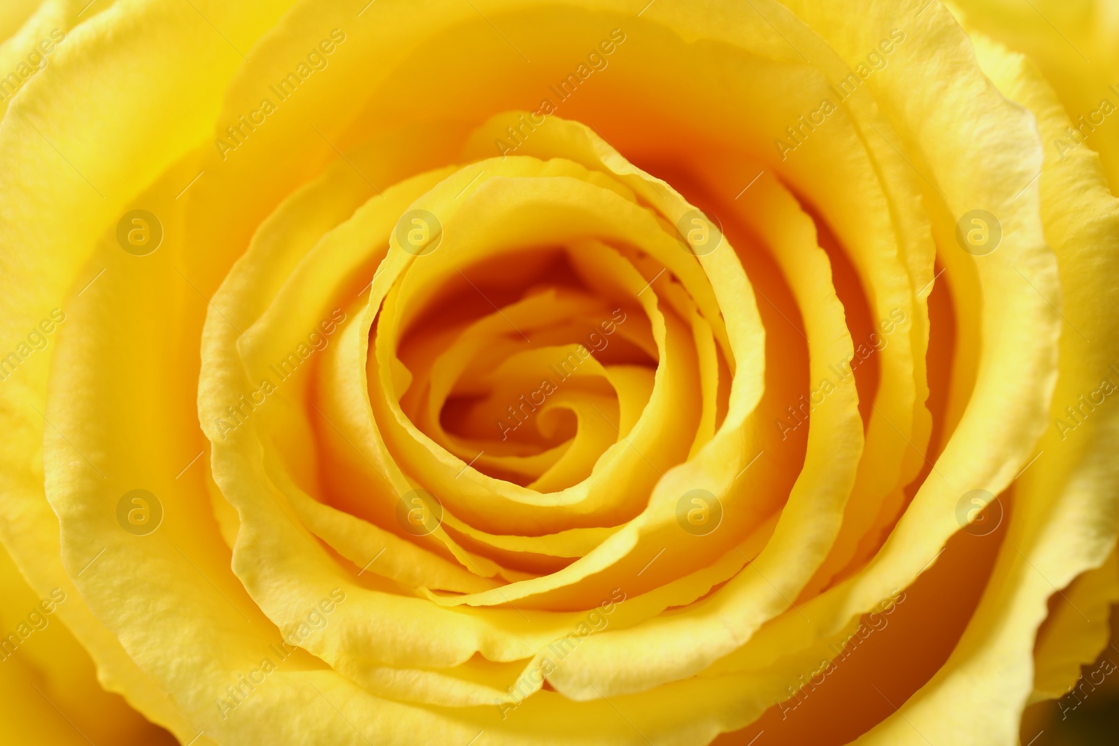 Photo of Beautiful rose with yellow petals as background, macro view