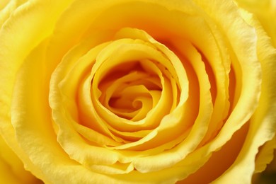 Beautiful rose with yellow petals as background, macro view