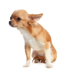 Photo of Cute small Chihuahua dog on white background