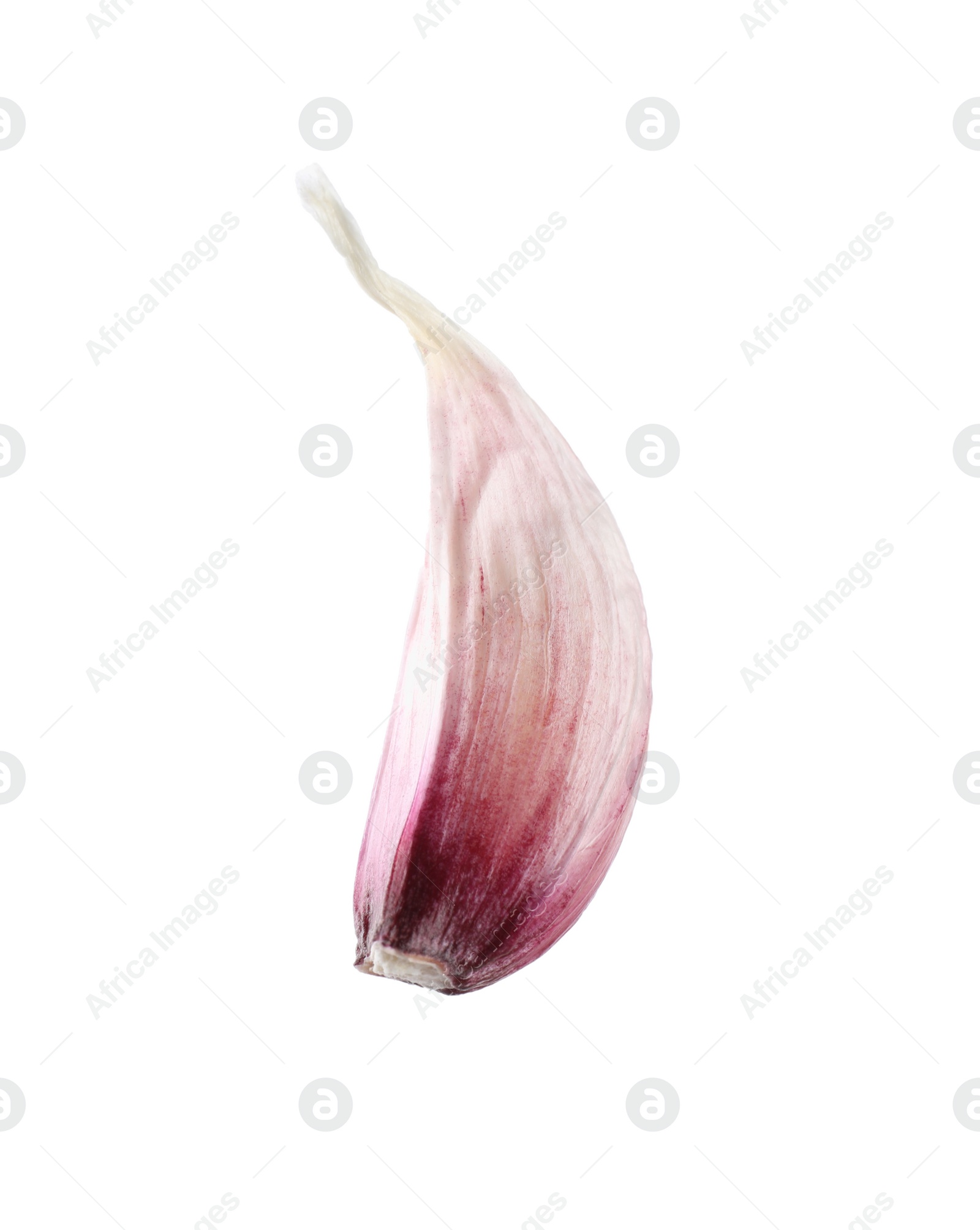 Photo of One unpeeled garlic clove isolated on white