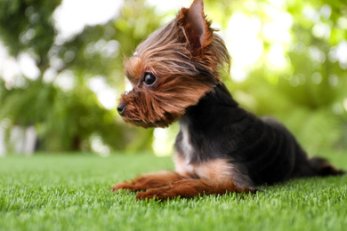 Cute Yorkshire terrier dog on grass outdoors