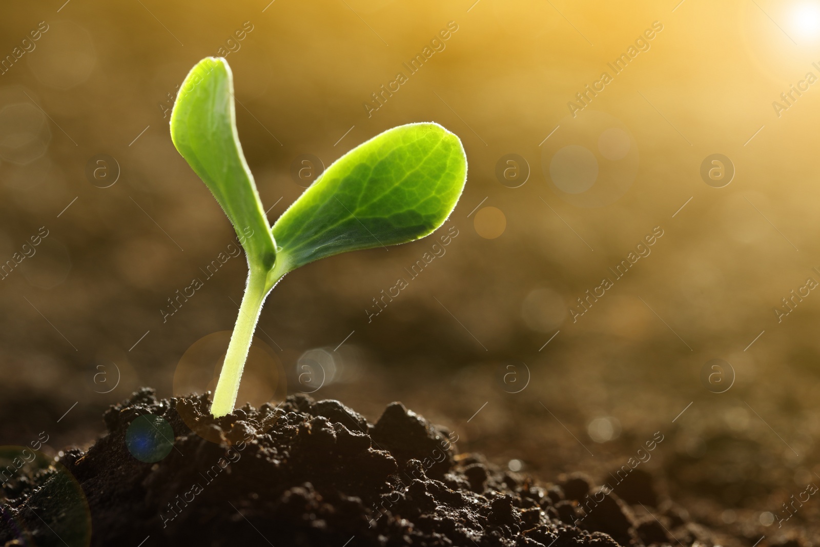 Image of Sunlit young vegetable plant grown from seed in soil, closeup